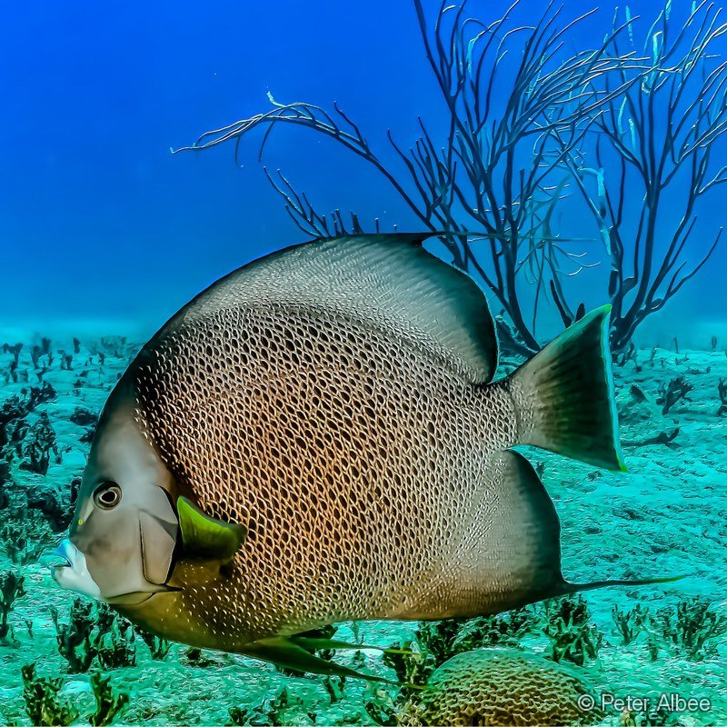 Gray Angelfish, Sea Fan Closeup, Caribbean Reef
