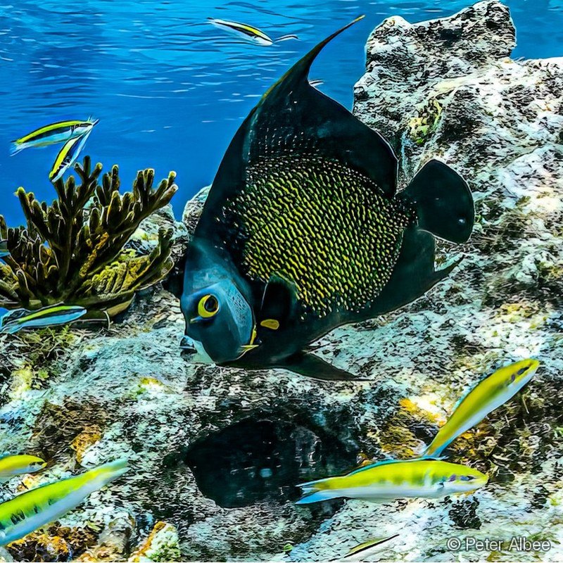 Angelfish & Fish School, Reef Panorama, Caribbean Reef