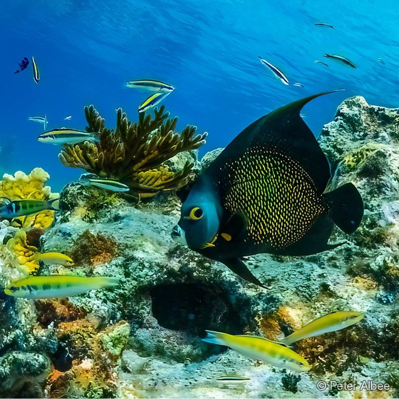 French Angelfish & Snapper School, Reef Wide, Caribbean Reef