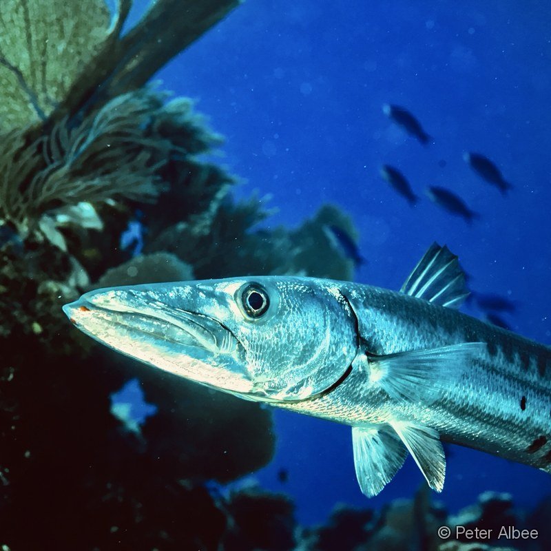 Barracuda on the Reef, Caribbean