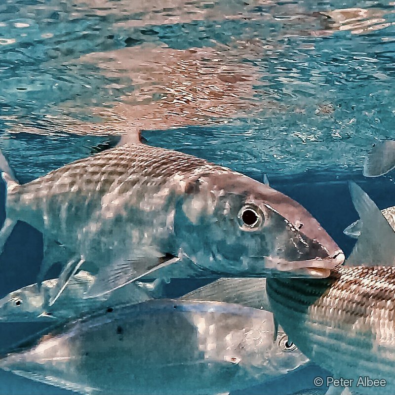Bonefish School at the Surface, Bahamas Flats
