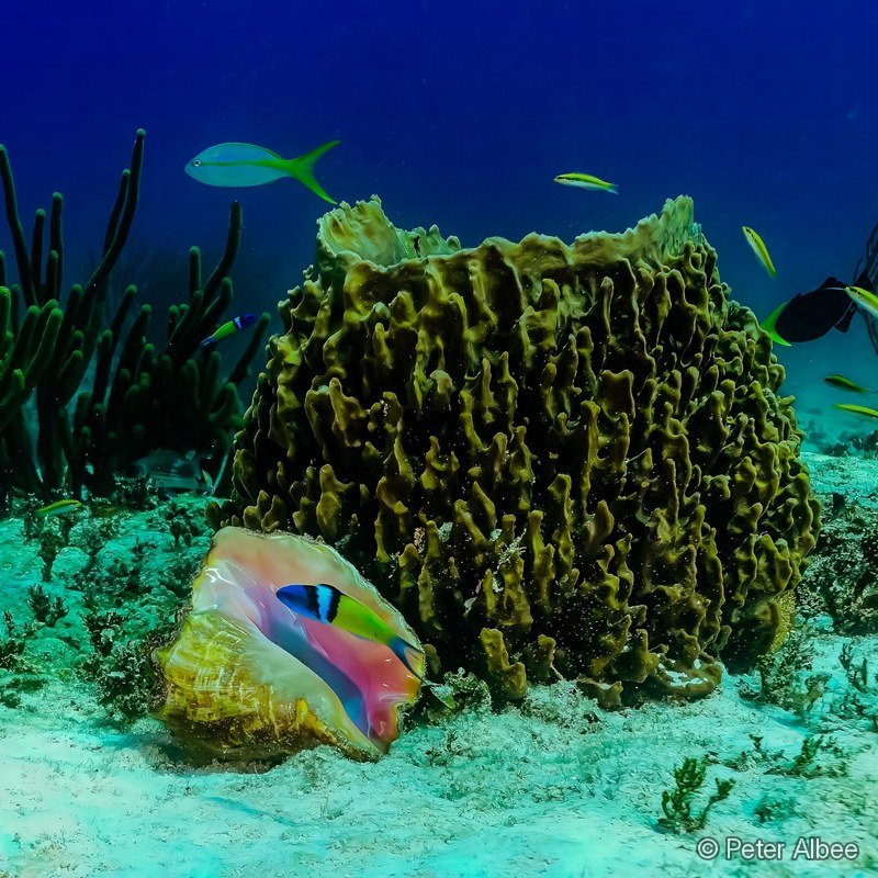 Queen Conch & Barrel Sponge, Bahamas Reef