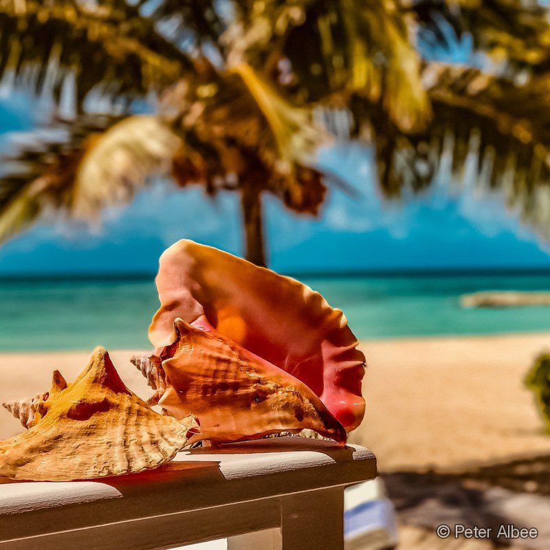 Conch Shells on the Porch Railing, Bahamas