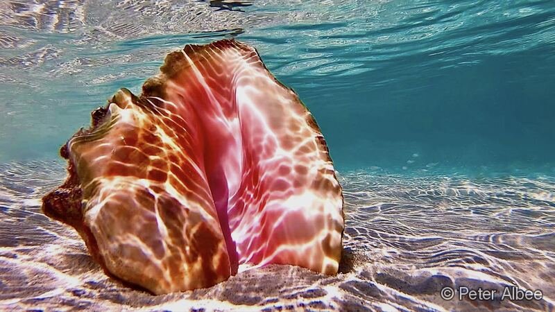 Queen Conch, Backlit Macro, Caribbean