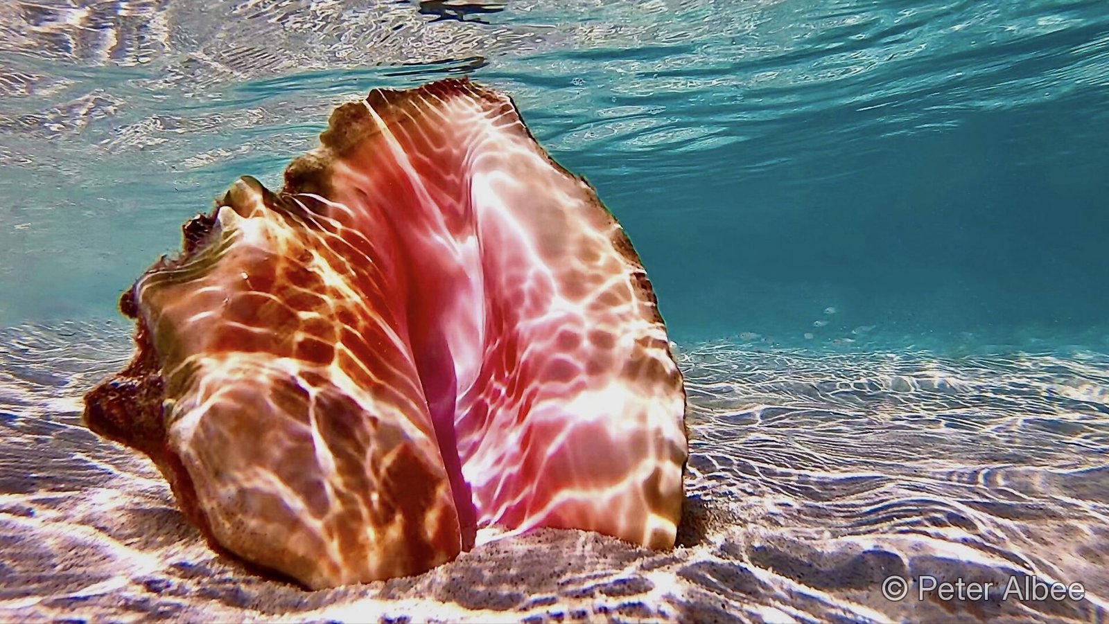 Backlit queen conch shell macro underwater photograph