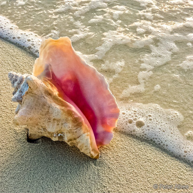 Conch Shell in the Surf, Golden Hour, Bahamas Beach
