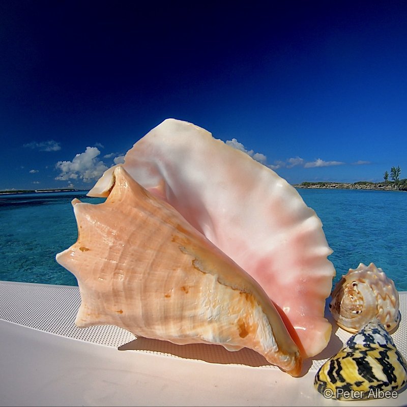 Conch Shells on Deck, Bahamas