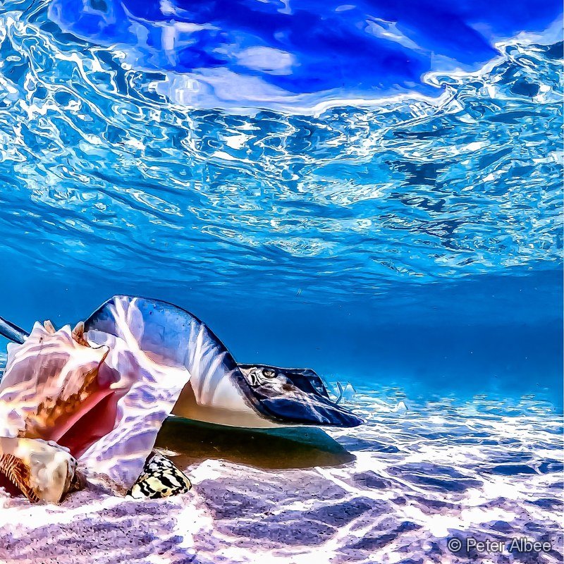Conch Shells, Looking Up, Bahamas Beach