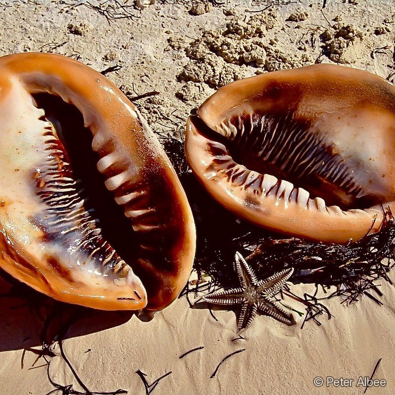 Queen Conch Pair, Macro, Bahamas Beach