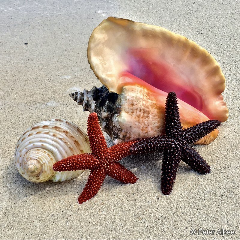Conch & Cushion Starfish, Bahamas Beach