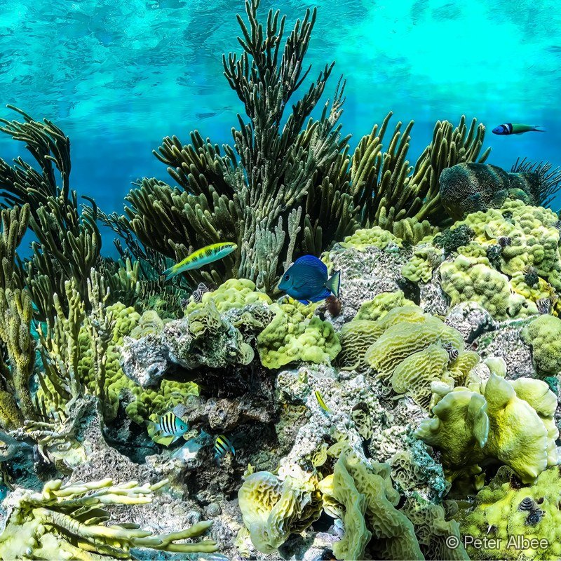 Blue Tang over Coral Garden, Caribbean Reef