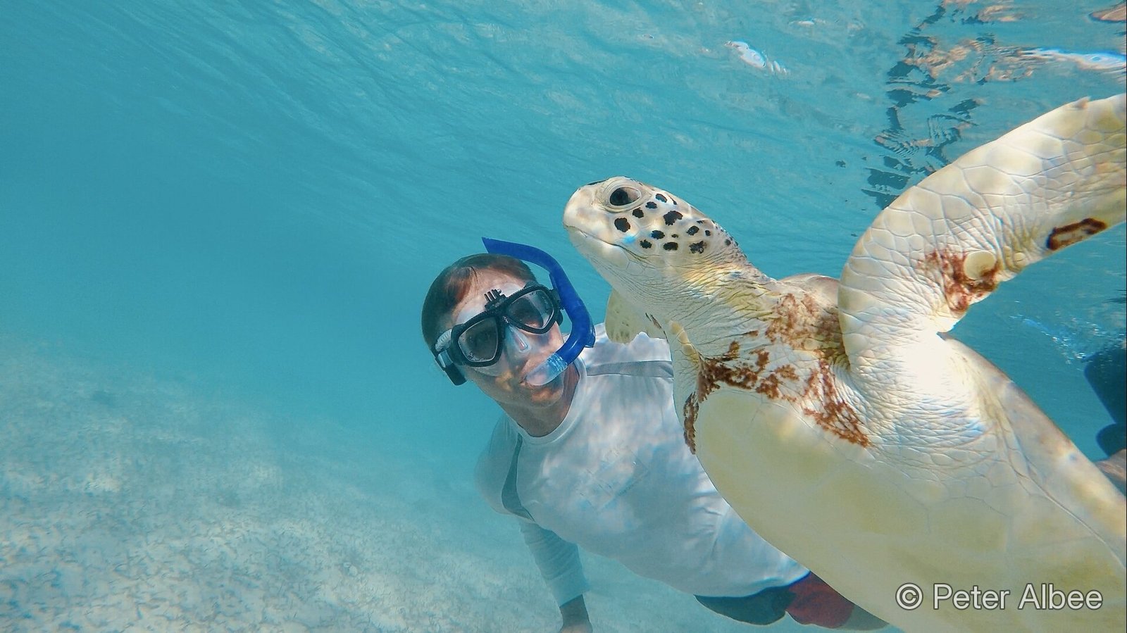 Peter Albee snorkeling alongside a green sea turtle in the Bahamas