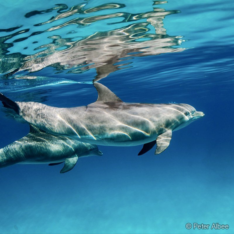 Dolphins with Mirror Reflection, Bimini, Bahamas