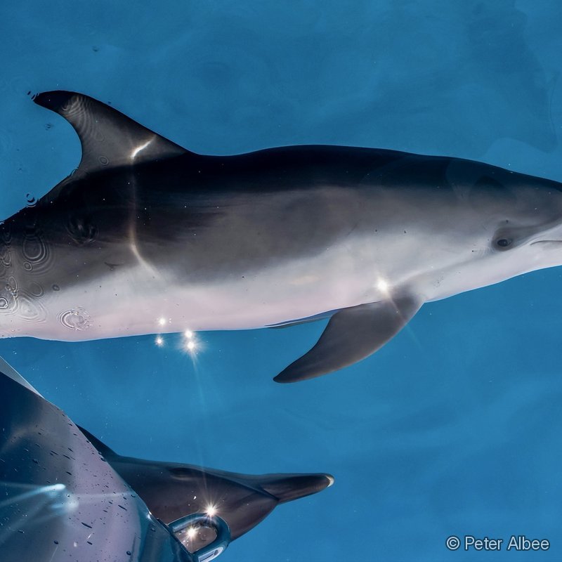 Wild Dolphins, Bow Encounter, Bimini, Bahamas