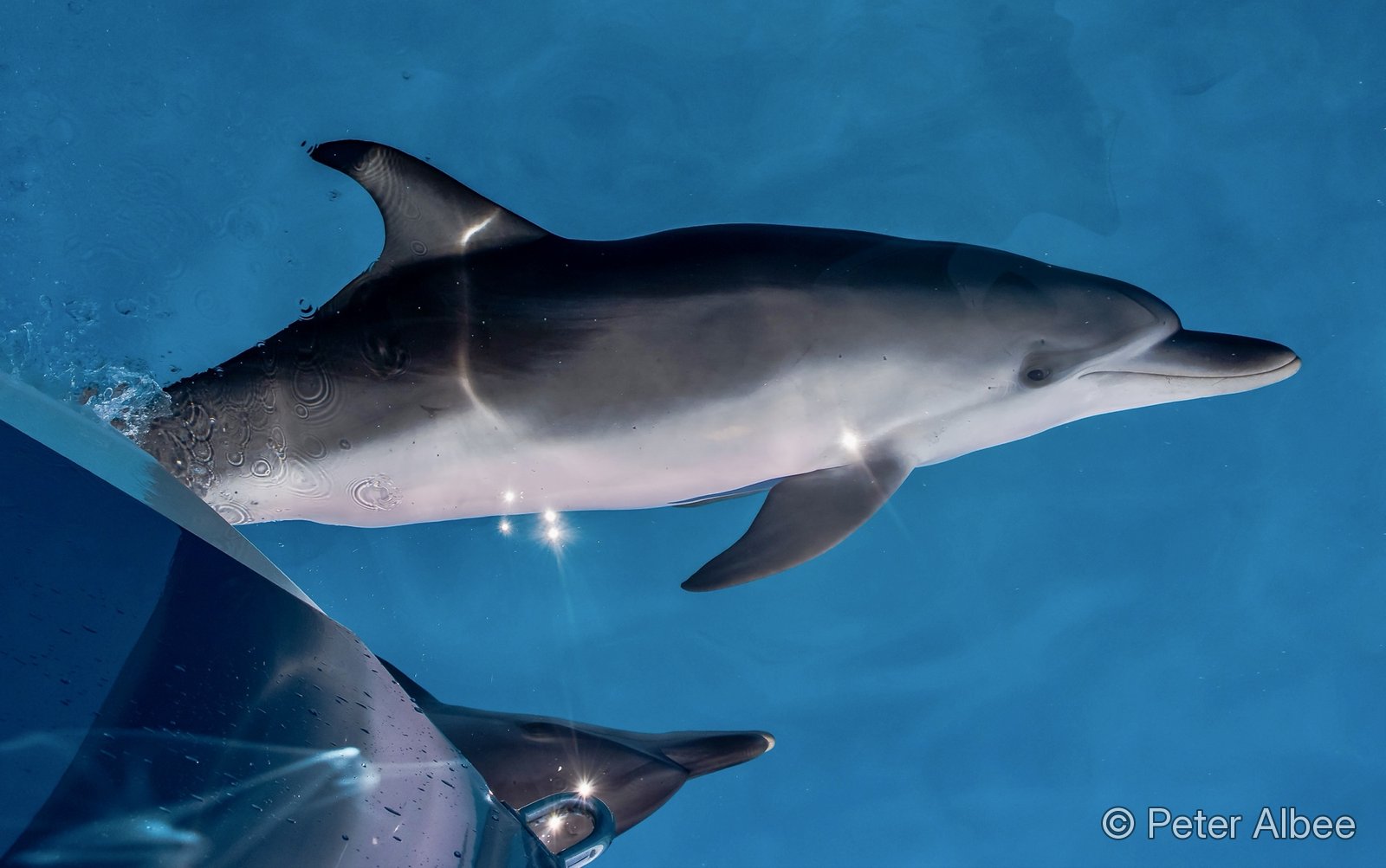 Wild dolphins surfacing beside the boat, Bimini, Bahamas