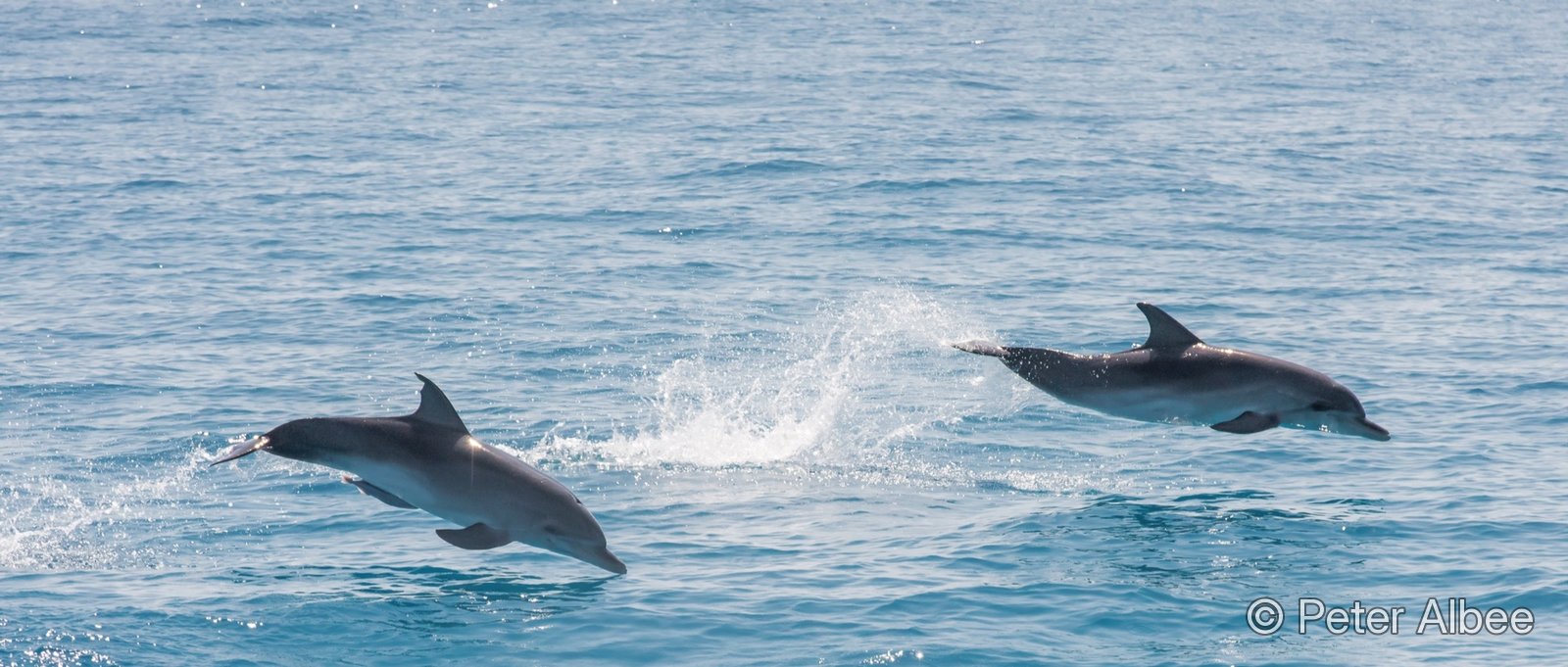 Two wild dolphins leaping together, Bimini, Bahamas