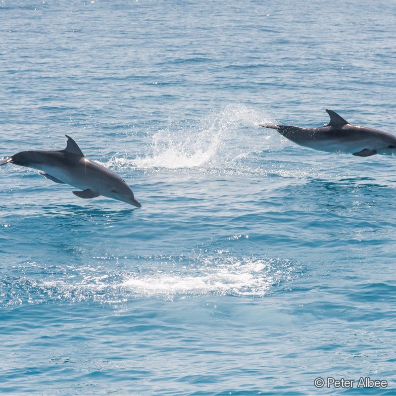 Wild Dolphins, Double Leap, Bimini, Bahamas