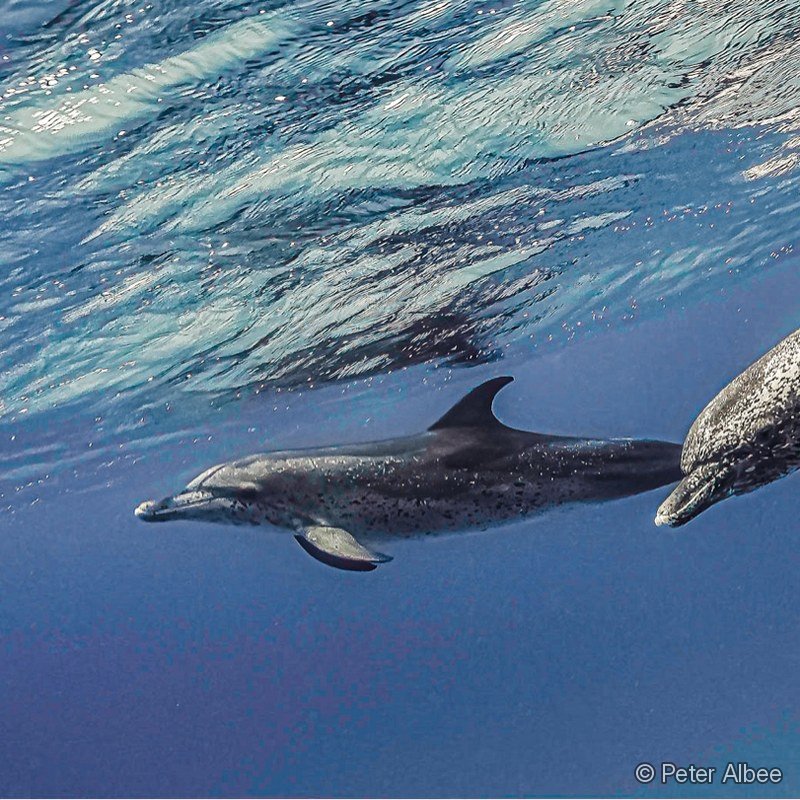 Dolphin Pair, Surface Swim, Bimini, Bahamas