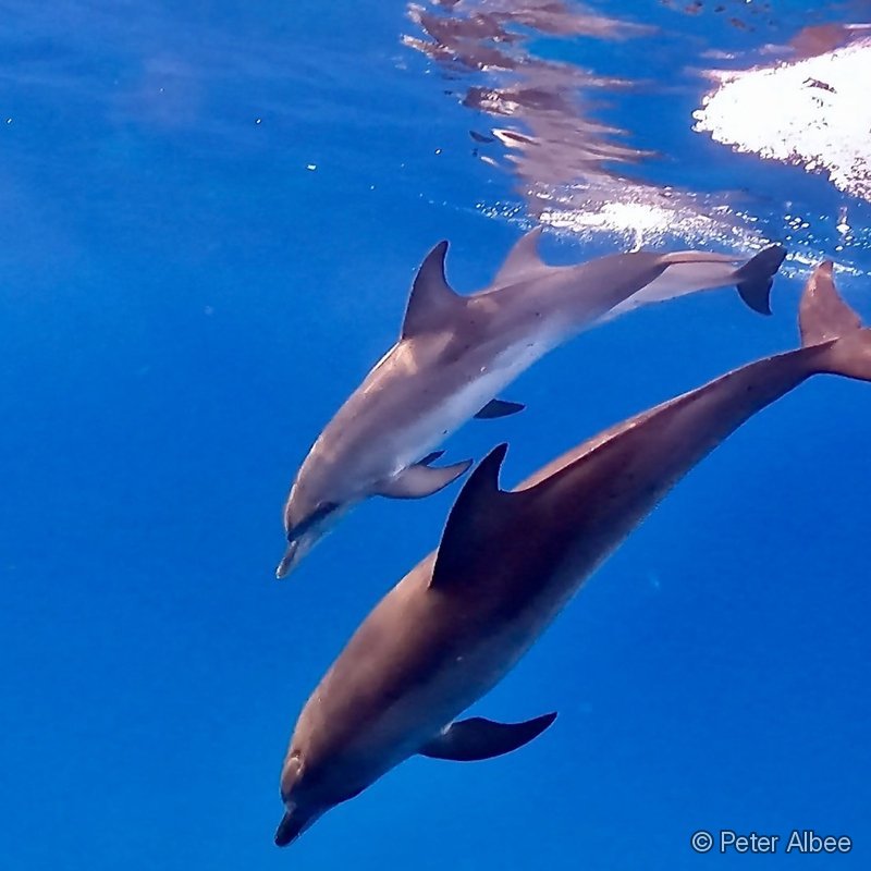 Dolphin Pair, Bimini, Bahamas