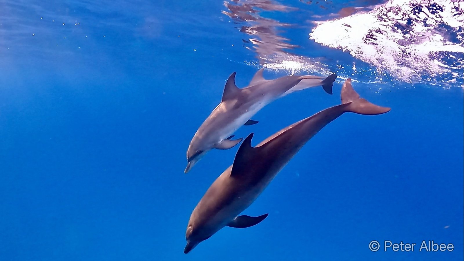 Wild dolphin pair swimming, Bimini, Bahamas