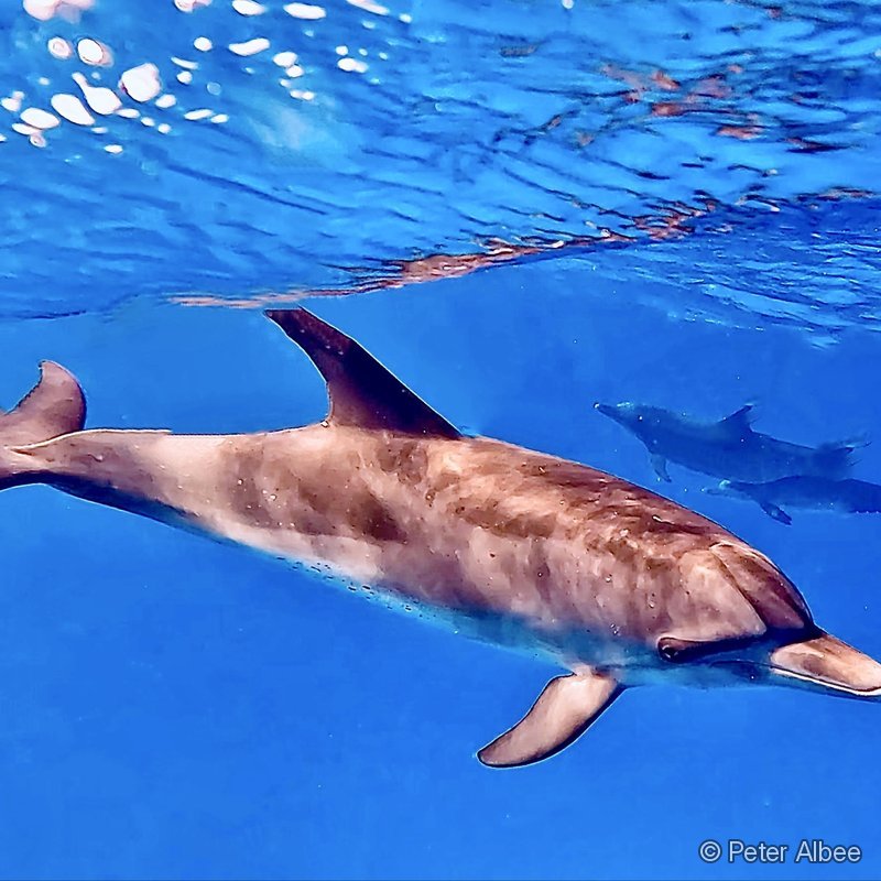 Dolphin Pair, Underwater, Bimini, Bahamas