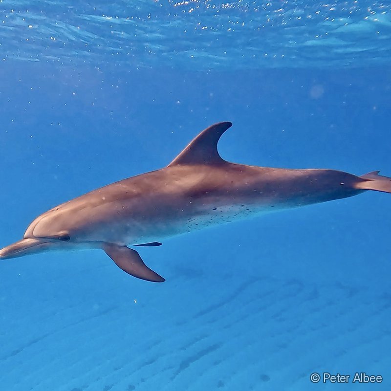 Dolphin, Underwater Glide, Bimini, Bahamas