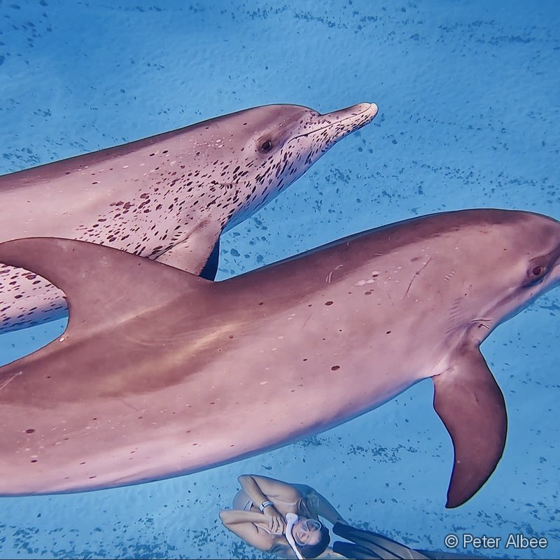Snorkeler with Wild Dolphins, Bimini, Bahamas