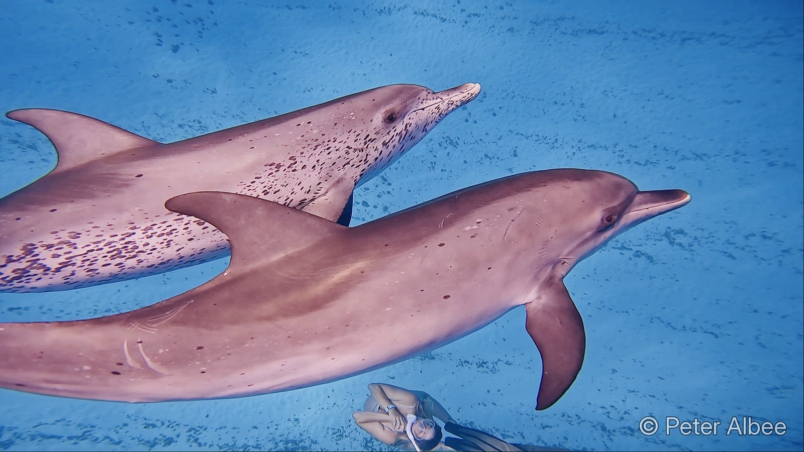 Peter Albee documenting a snorkeler with wild dolphins on a private charter