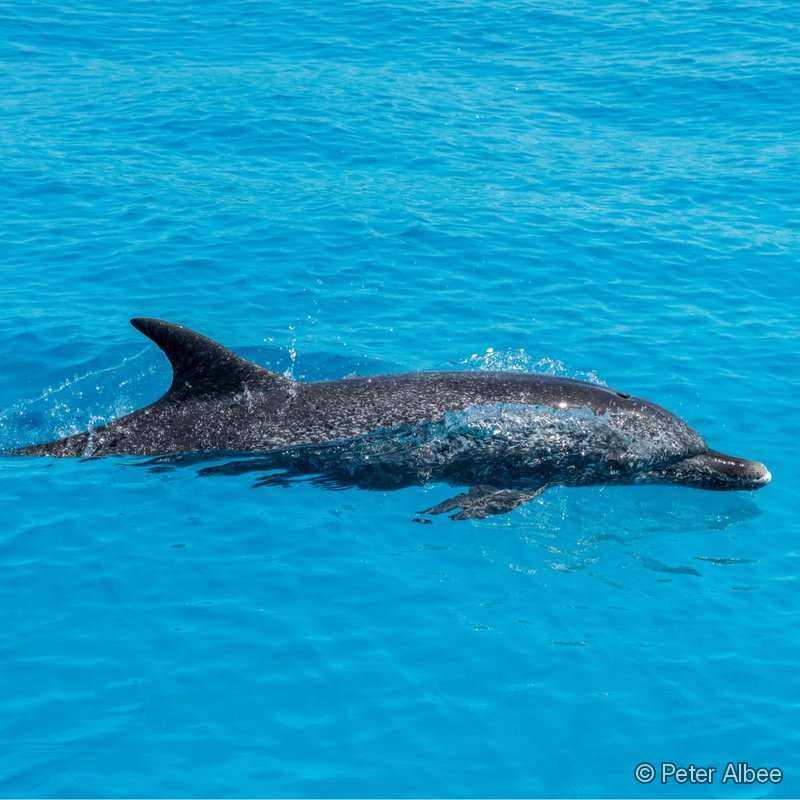 Dolphin at the Surface, Bimini, Bahamas