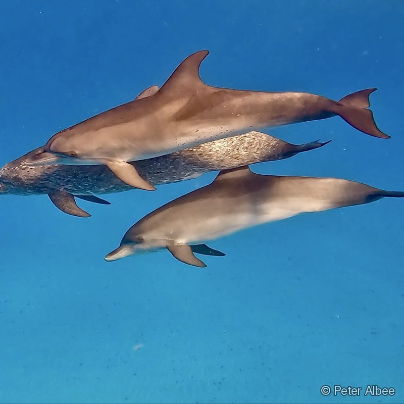 Dolphin Trio, Bimini, Bahamas