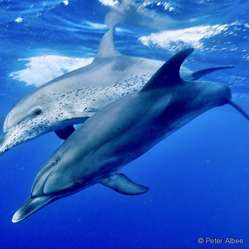 Dolphin Trio, Underwater, Bimini, Bahamas