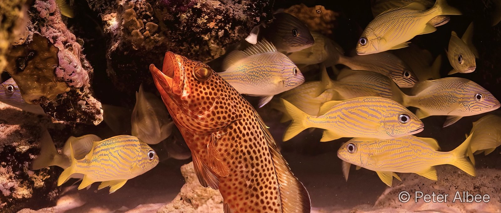 Grouper and a school of snapper on the reef
