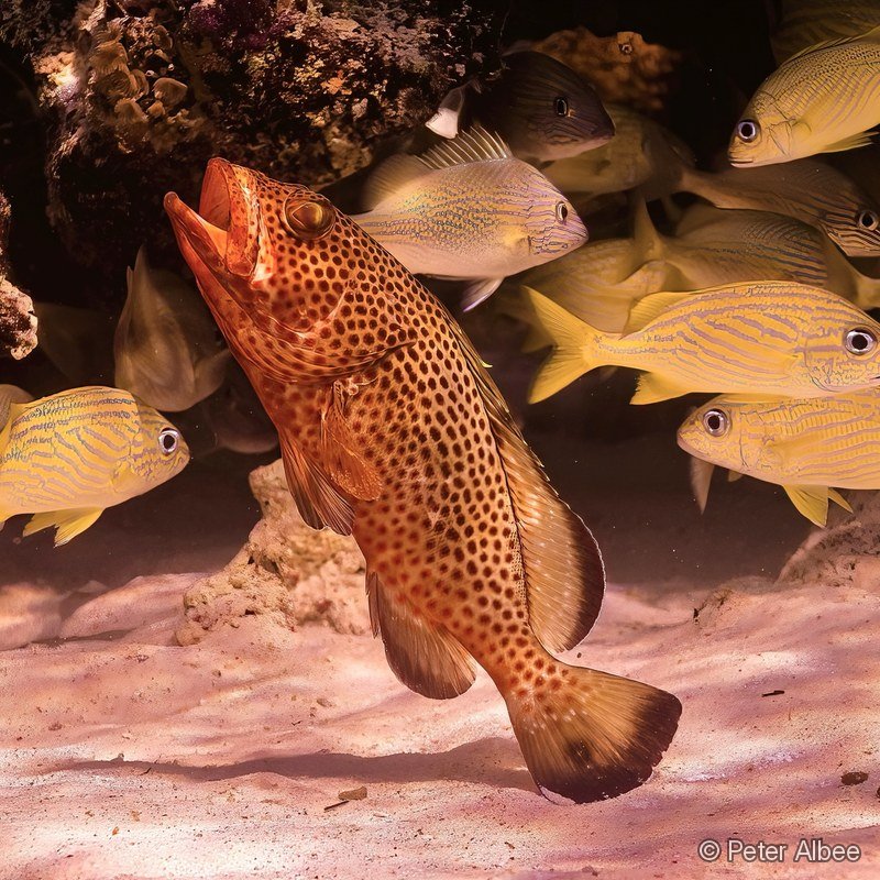 Grouper & Snapper School, Bahamas