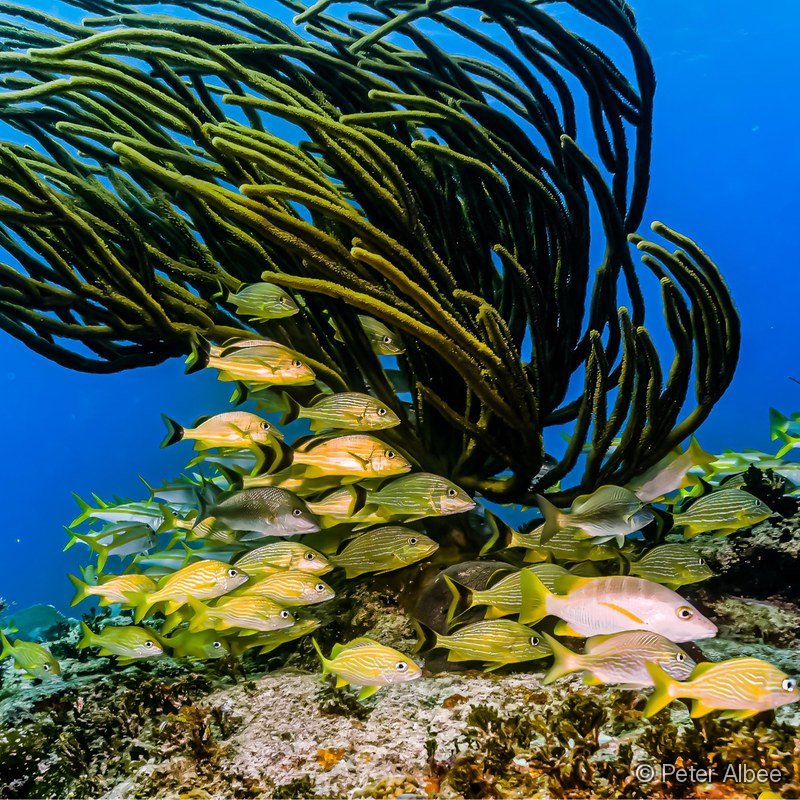Grunts Schooling under a Sea Fan, Bahamas Reef