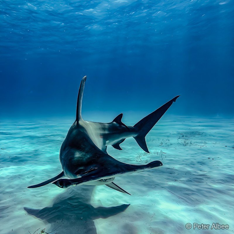 Hammerhead Shark, Upward Angle, Bahamas
