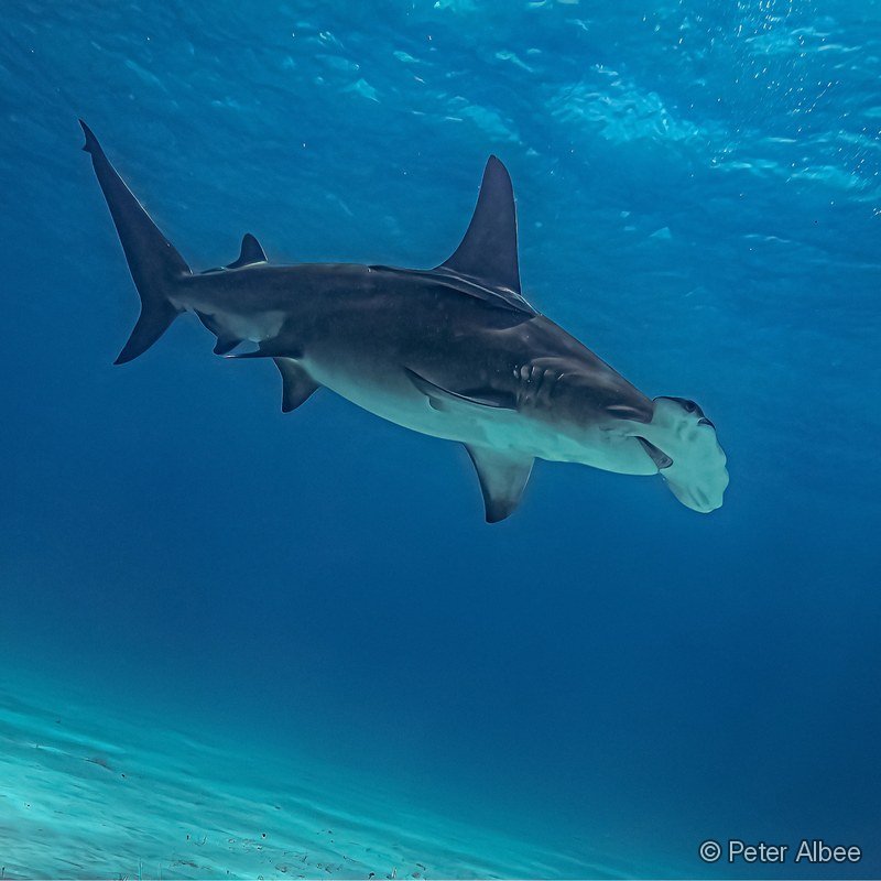 Hammerhead Shark, Head-On, Bahamas