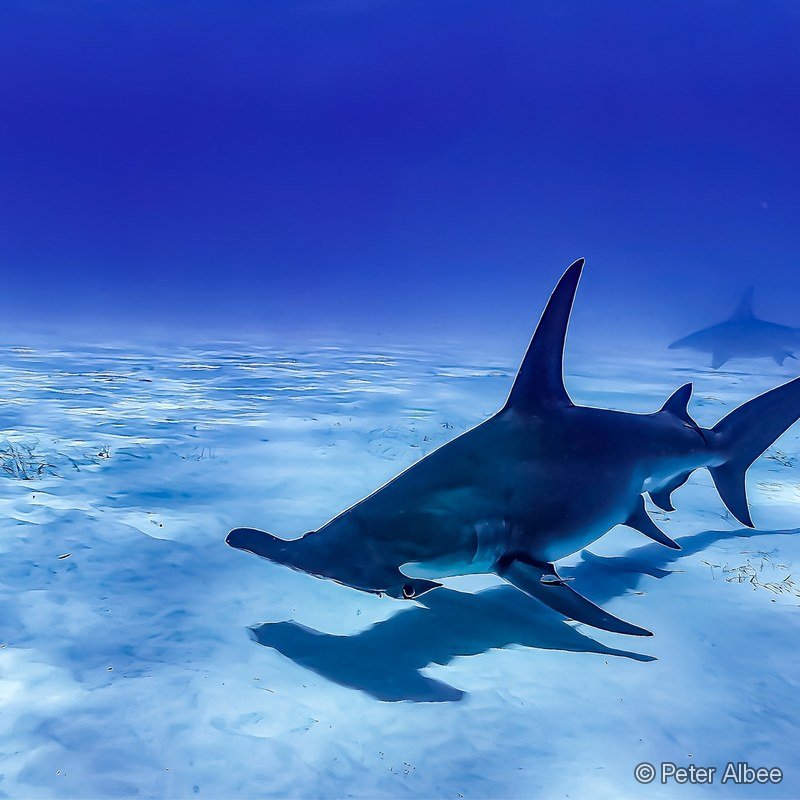 Hammerhead Sharks, Sand Flats, Bahamas