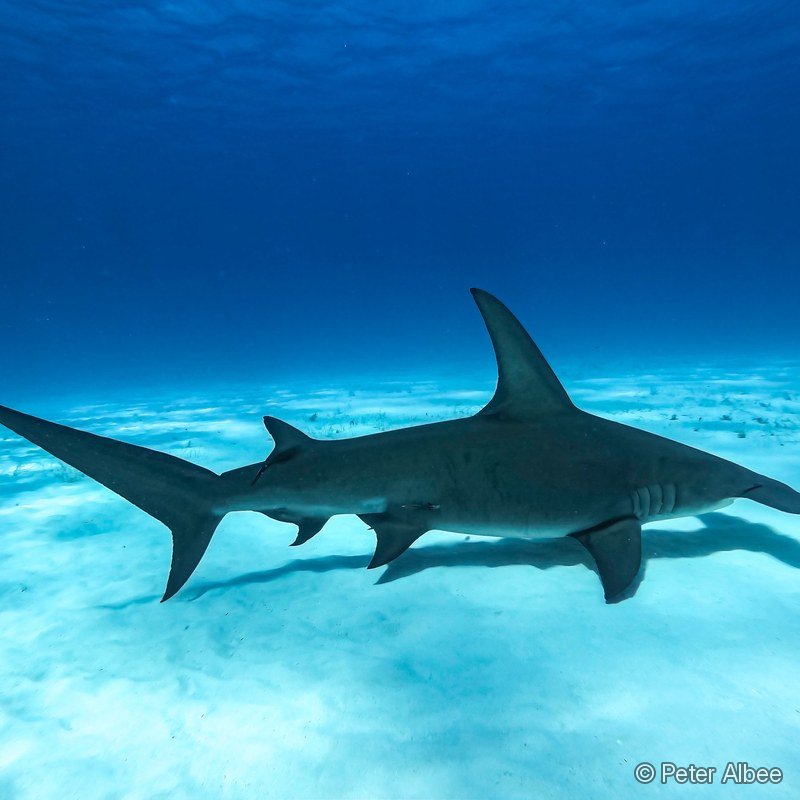 Hammerhead Shark, Profile, Bahamas