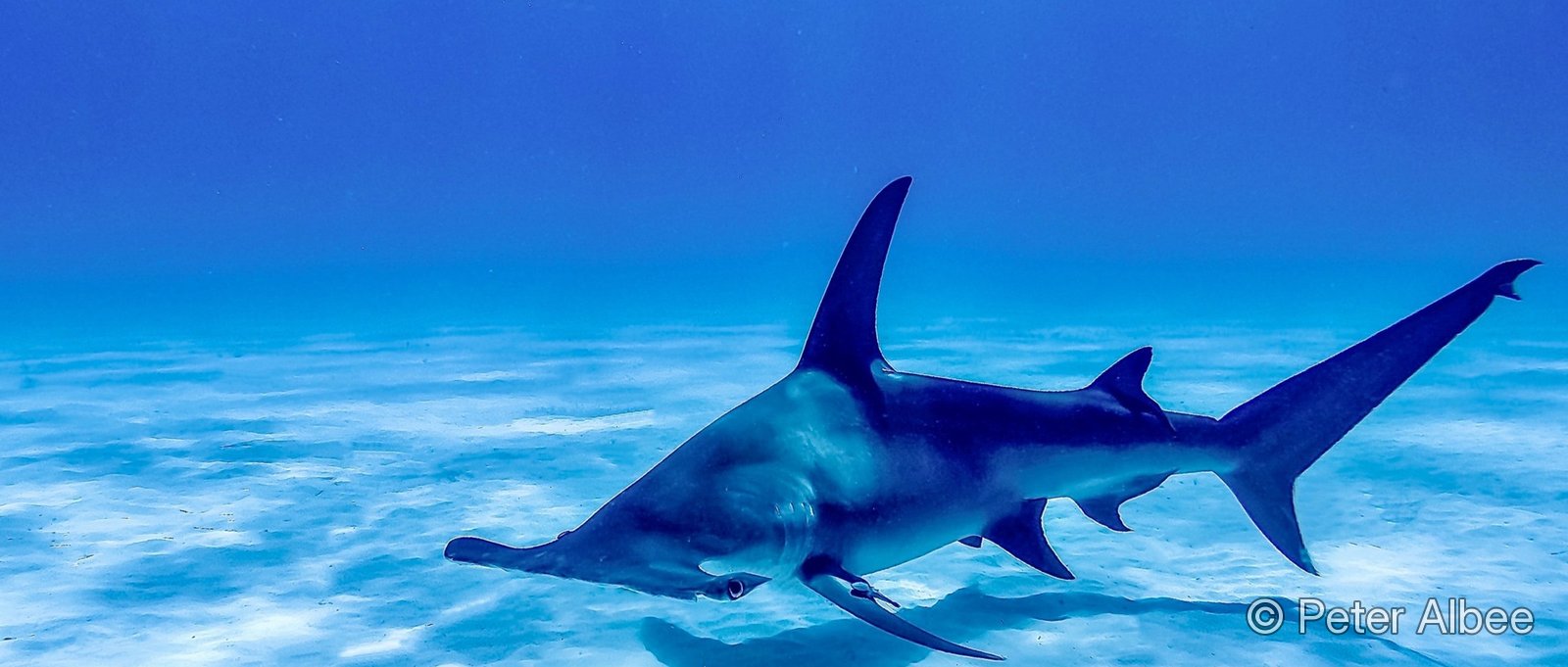 Hammerhead shark cruising over the sand flats