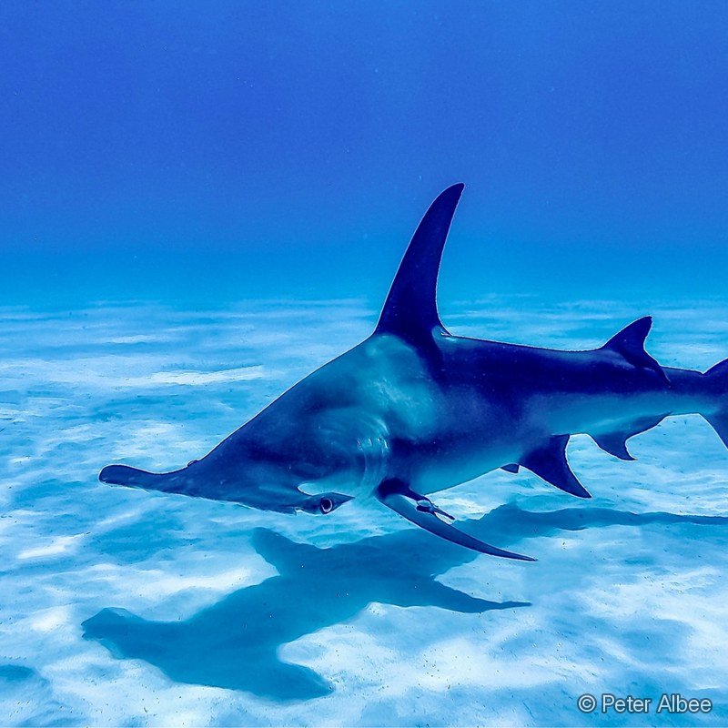 Hammerhead Shark, Sand Flats, Bahamas