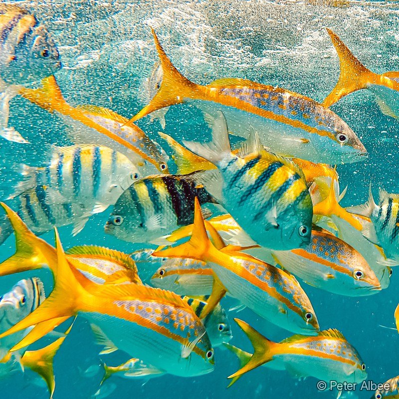 Jack School in Sunlit Shallows, Bahamas Flats