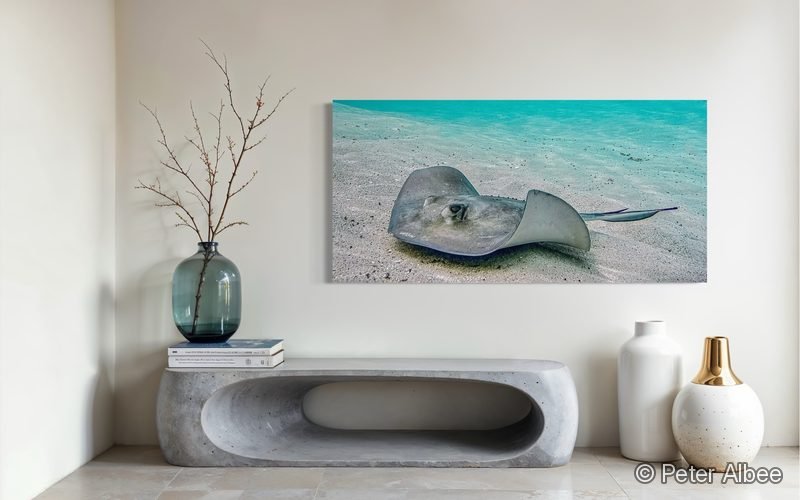 Southern Stingray printed as canvas art, hung in a neutral living room — room mockup