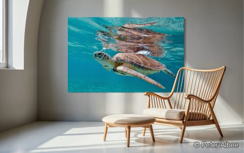 Turtle Looking Up printed as canvas art, hung in a coastal reading nook — room mockup