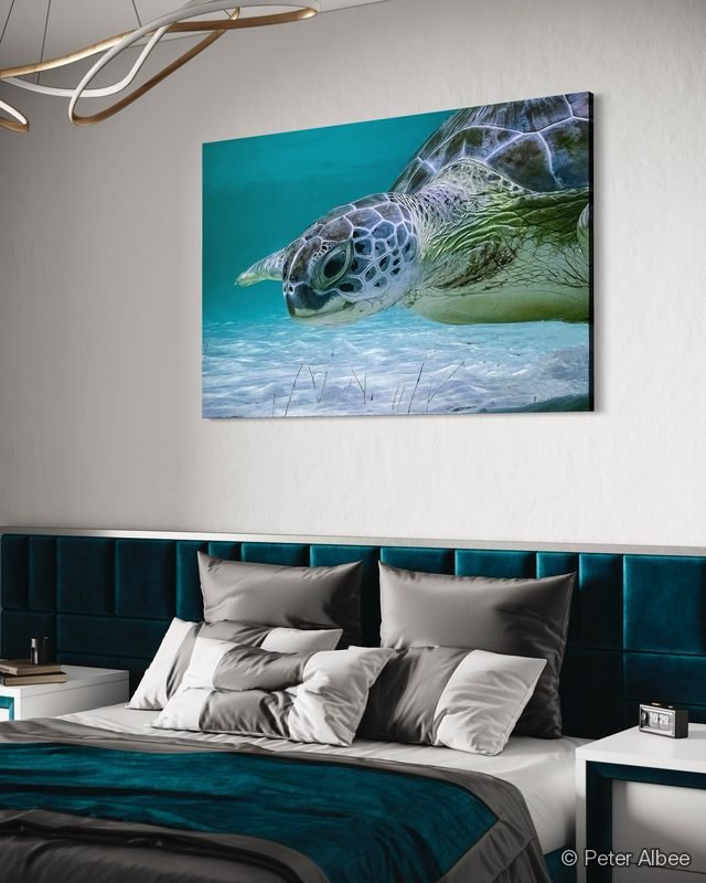 Turtle Looking Up printed as canvas art, hung in a teal-accent bedroom — room mockup
