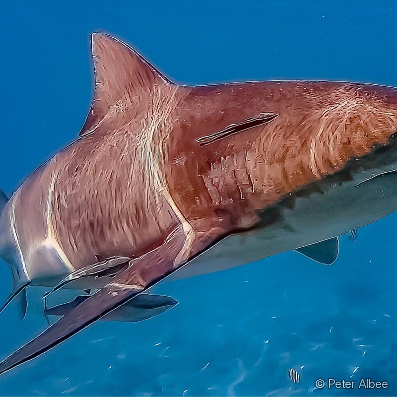 Nurse Shark Closeup, Caribbean