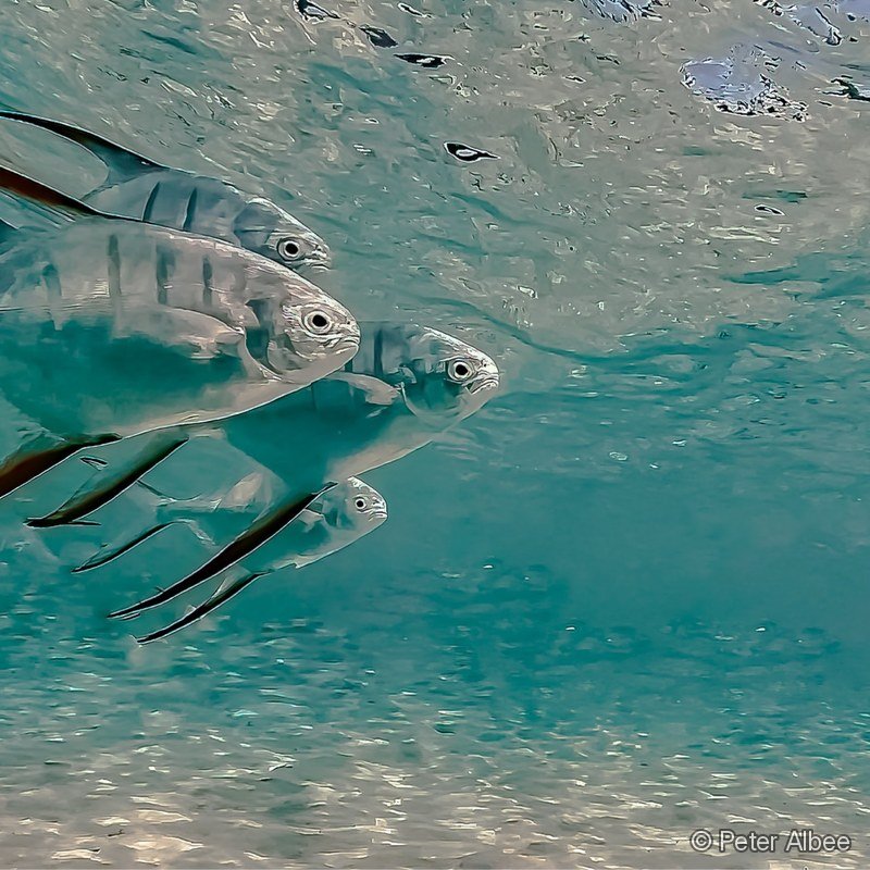 Permit & Jack School at the Surface, Bahamas Flats