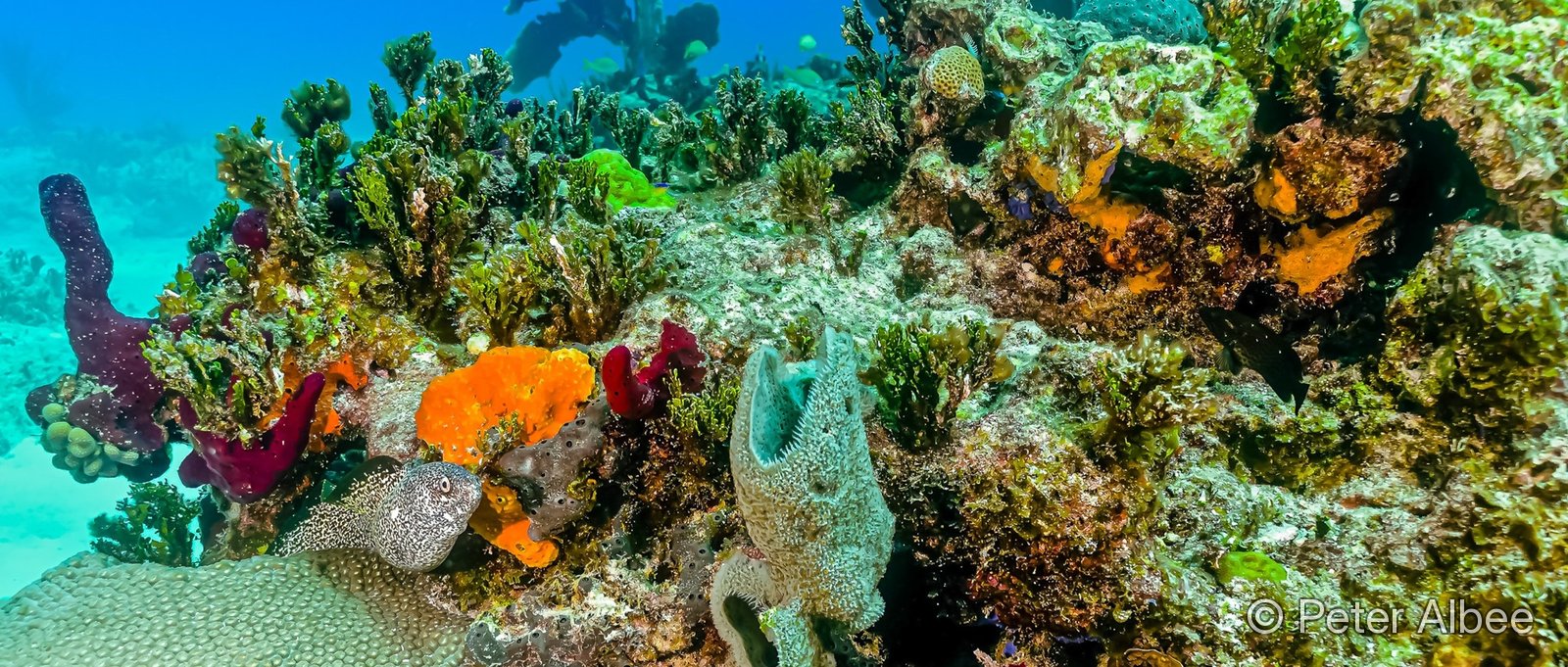 Colorful Caribbean reef wall with sponges and a moray eel