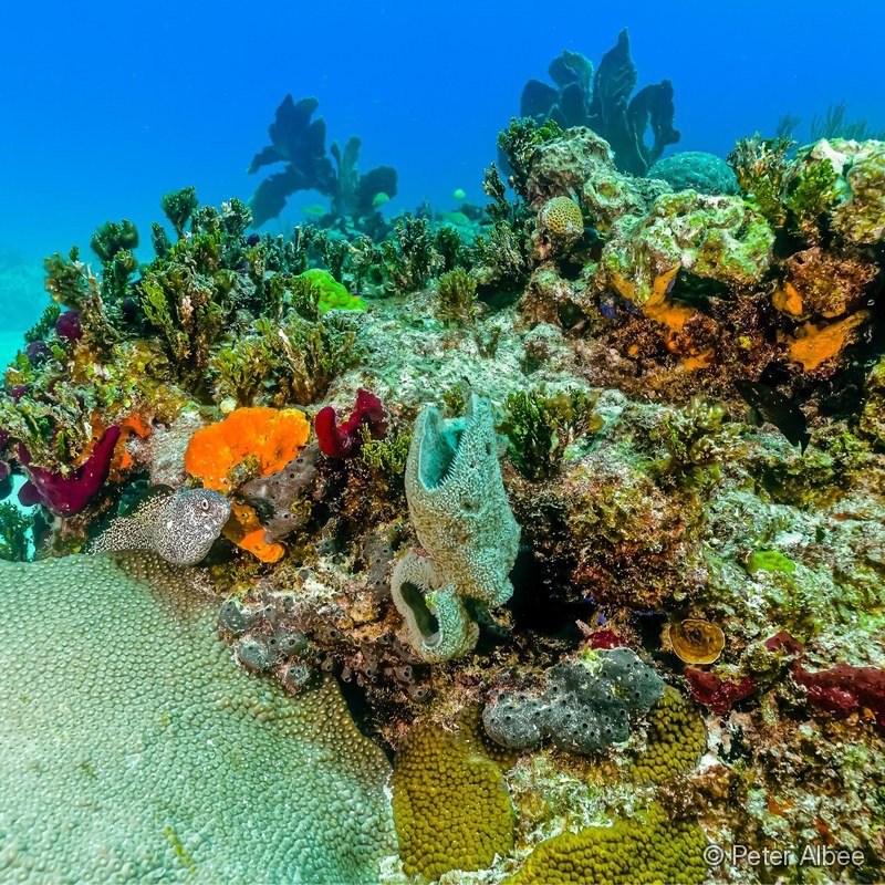 Reef Wall with Sponges & Spotted Moray, Caribbean Reef