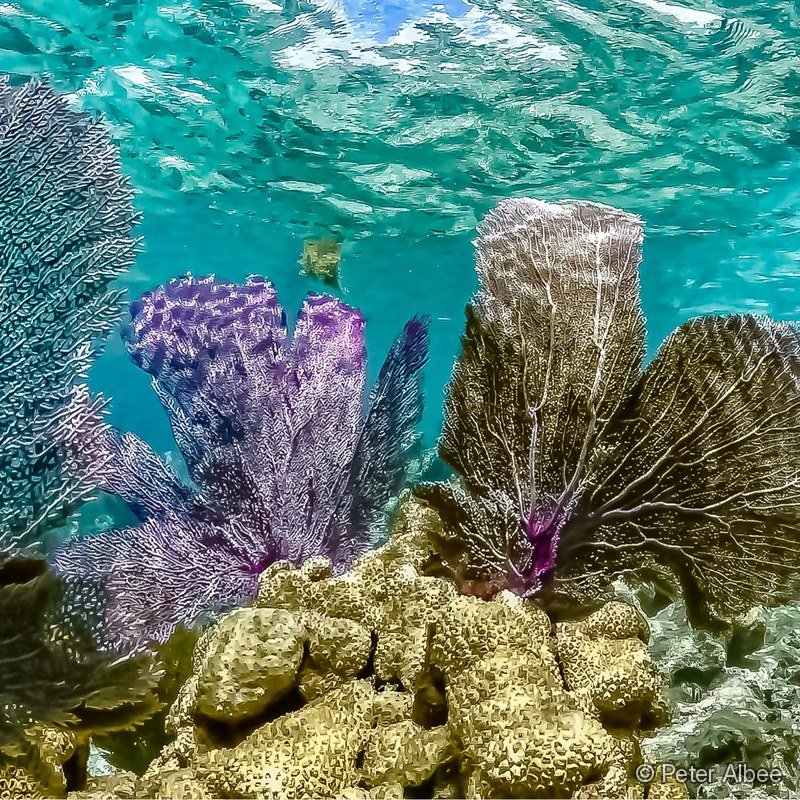Sea Fans over Golden Coral, Bahamas Reef
