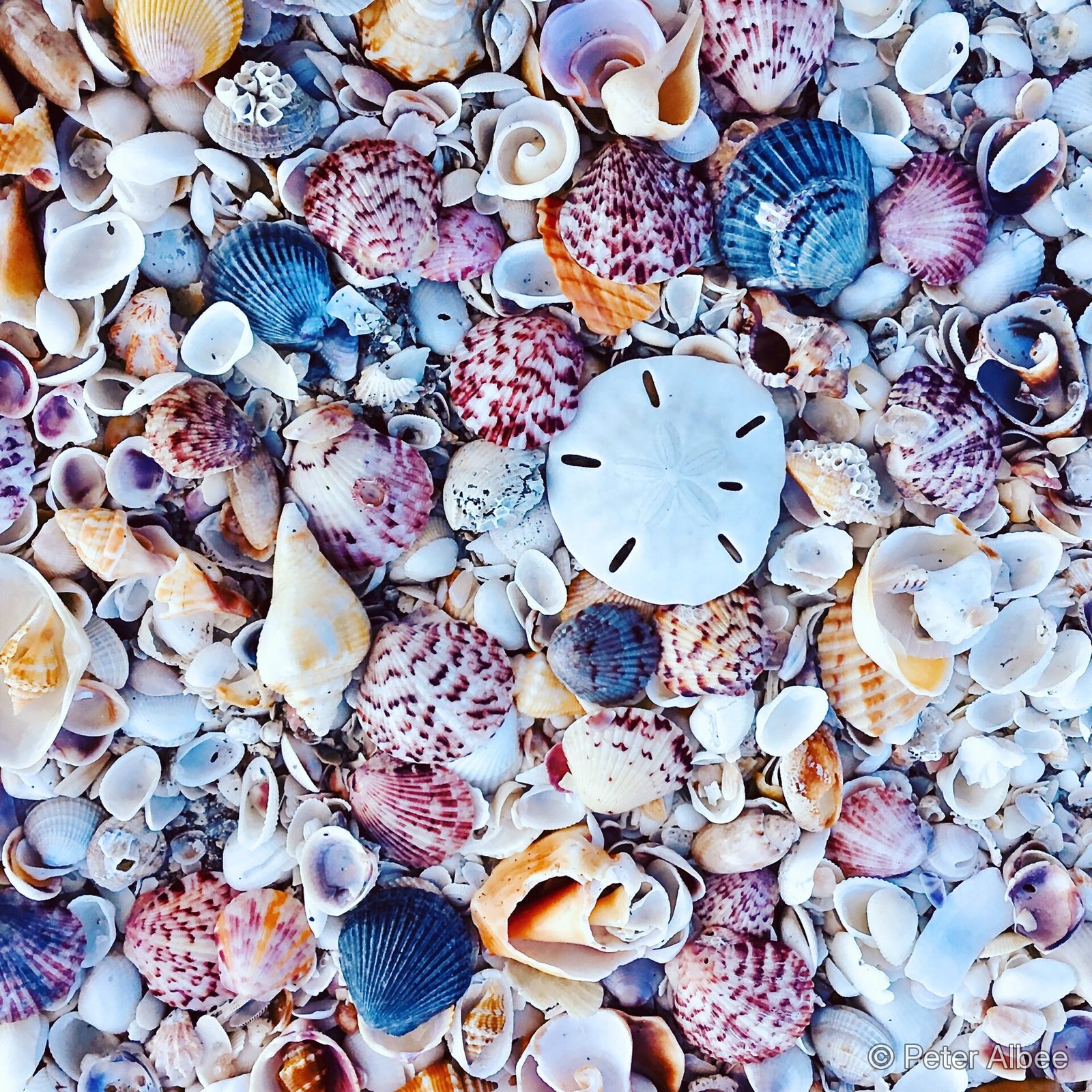Mosaic of seashells and a sand dollar collected on a Bahamian beach